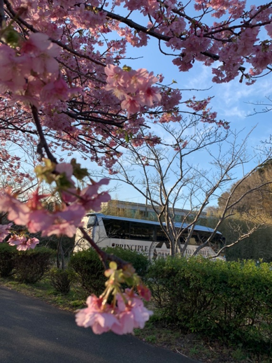 バスと桜　写真